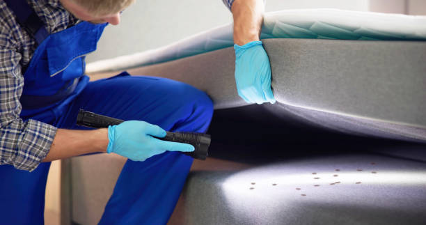 Best Termite Control Services  in Leadville, CO