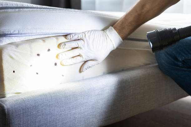 Best Pest Control for Homes  in Leadville, CO