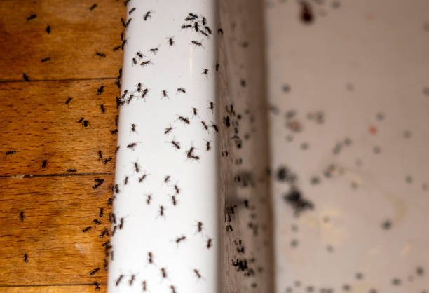 Best Commercial Pest Control Services  in Leadville, CO