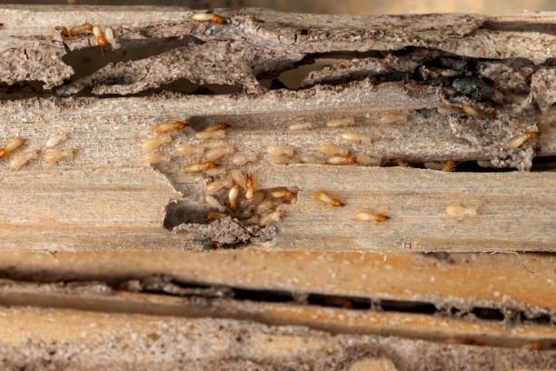 Best Wasp Removal Services  in Leadville, CO