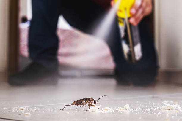 Best Pest Control Treatment  in Leadville, CO