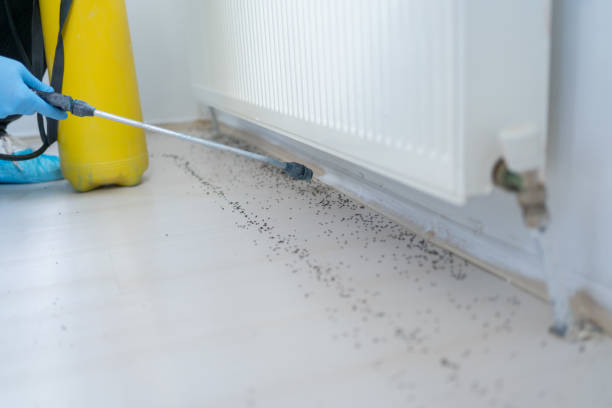 Best Bed Bug Extermination  in Leadville, CO